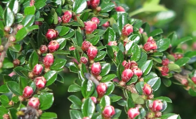 Cotoneaster