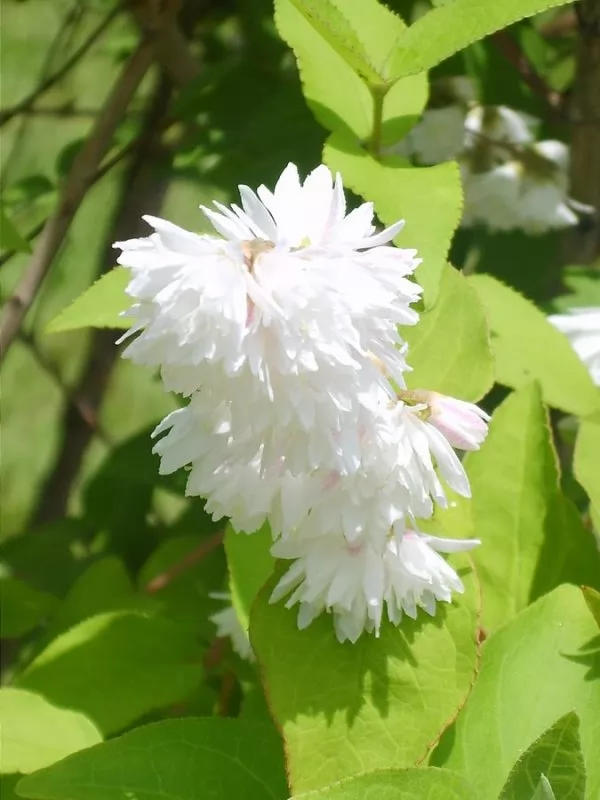 Deutzia crenata