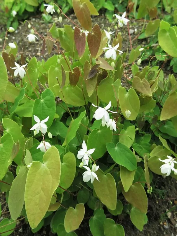 Epimedium diphyllum-