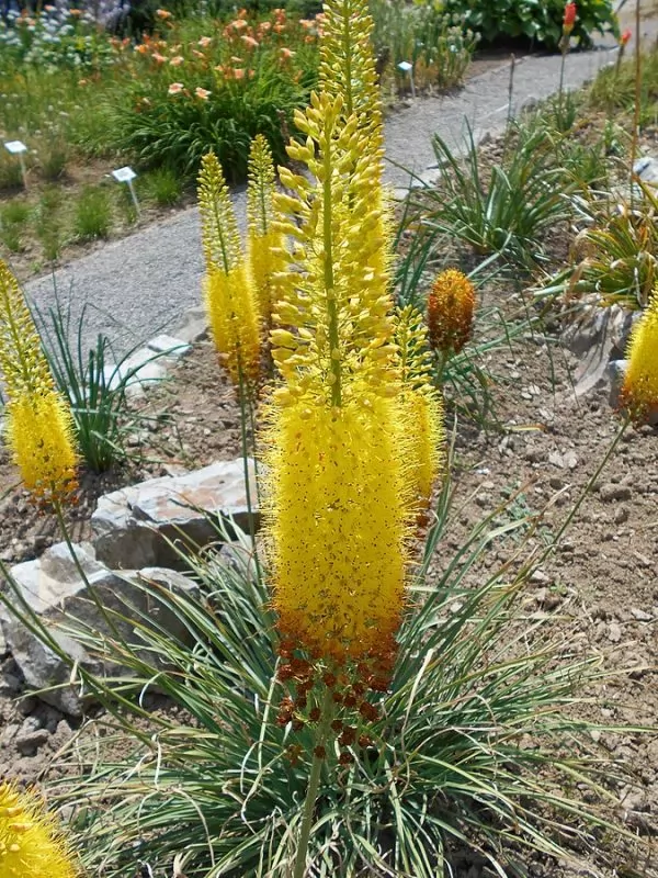 Eremurus stenophyllus