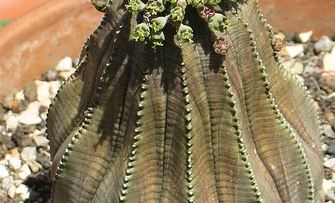 Euphorbia obesa