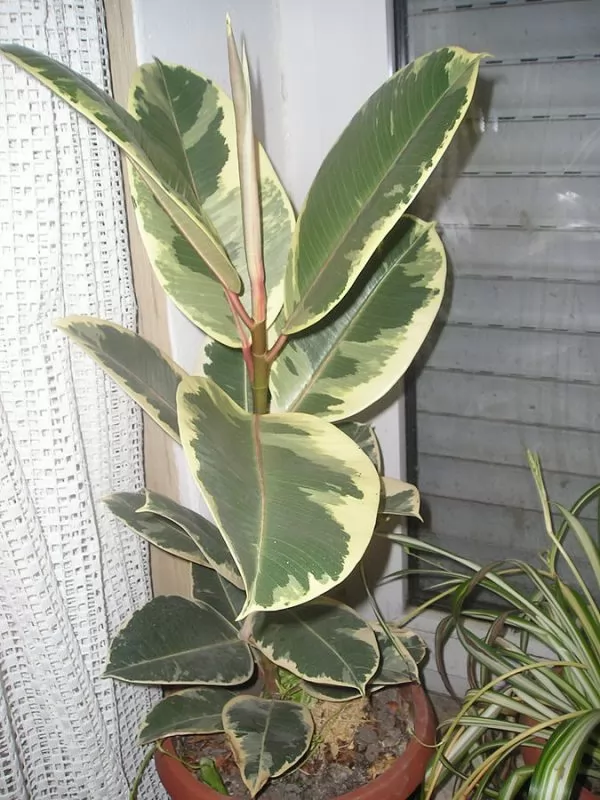 Ficus elastica Variegata