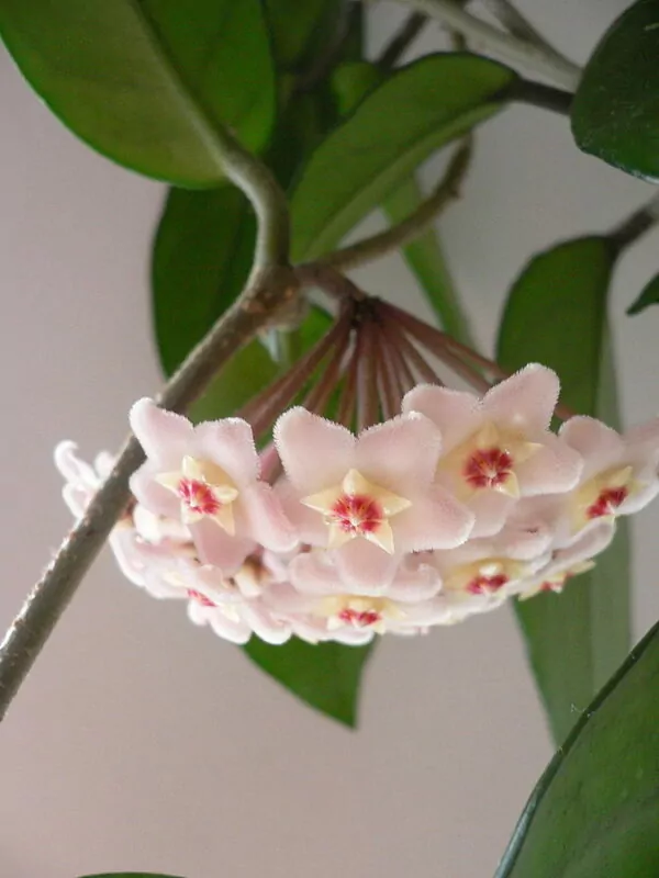 Hoya carnosa