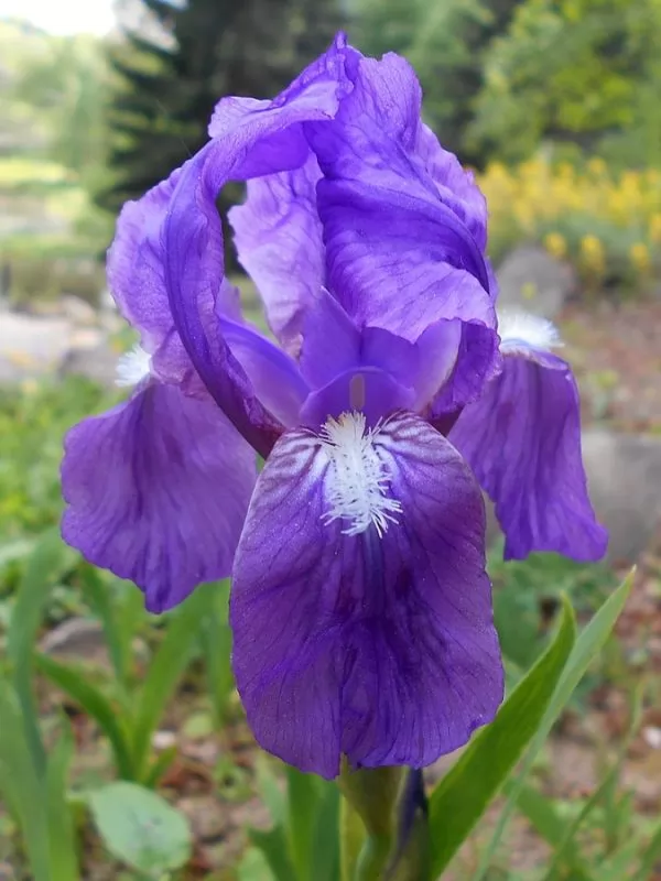 Iris barbate Iris aphylla