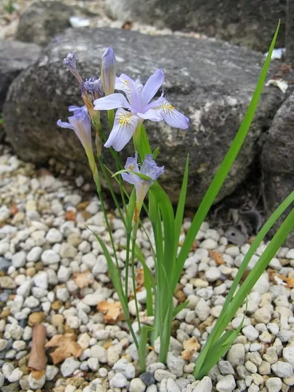 Iris crestati Iris gracilipes