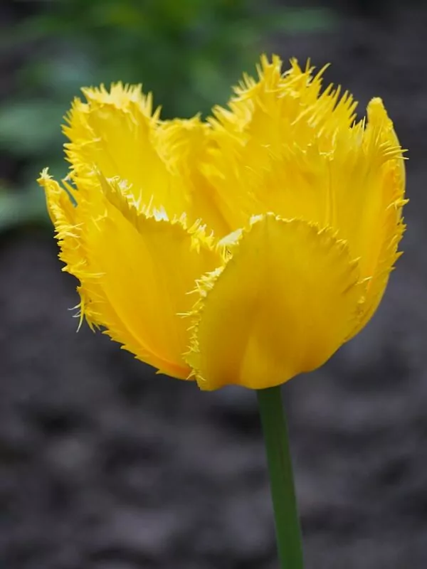 Tulipano Hamilton