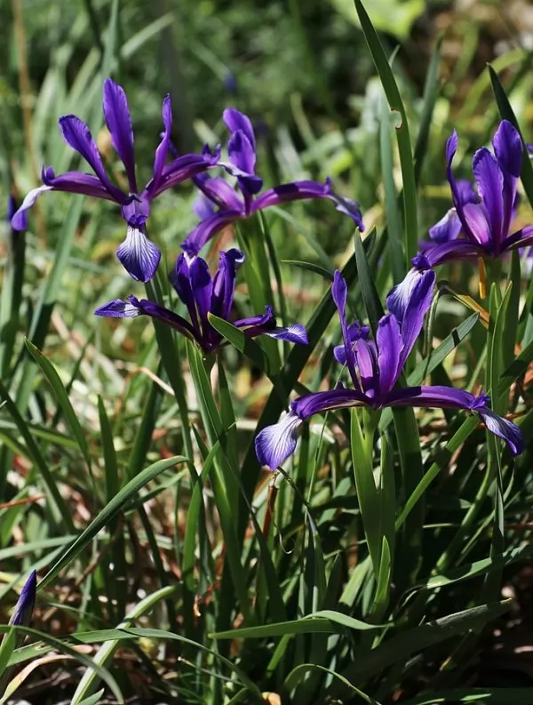 Iris rizomatosi non barbati: Iris sintenisii  