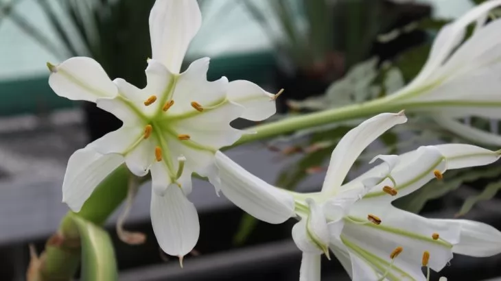 Pamianthe