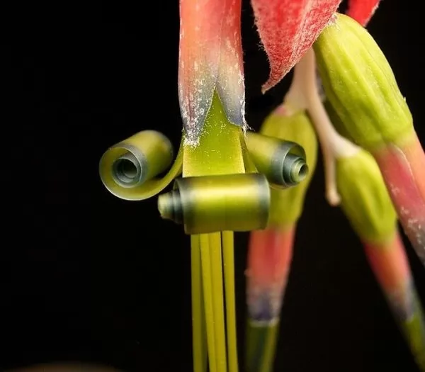 Billbergia x “Windii”