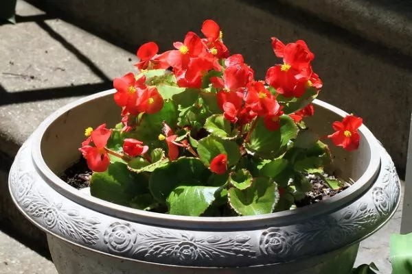 coltivazione in vaso begonia