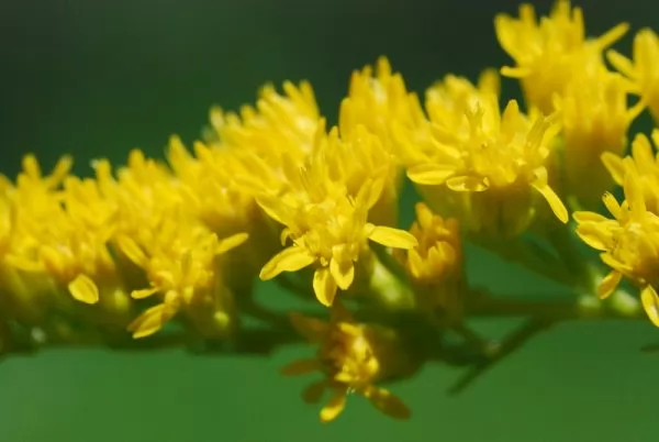 Coltivazione Solidago riddellii