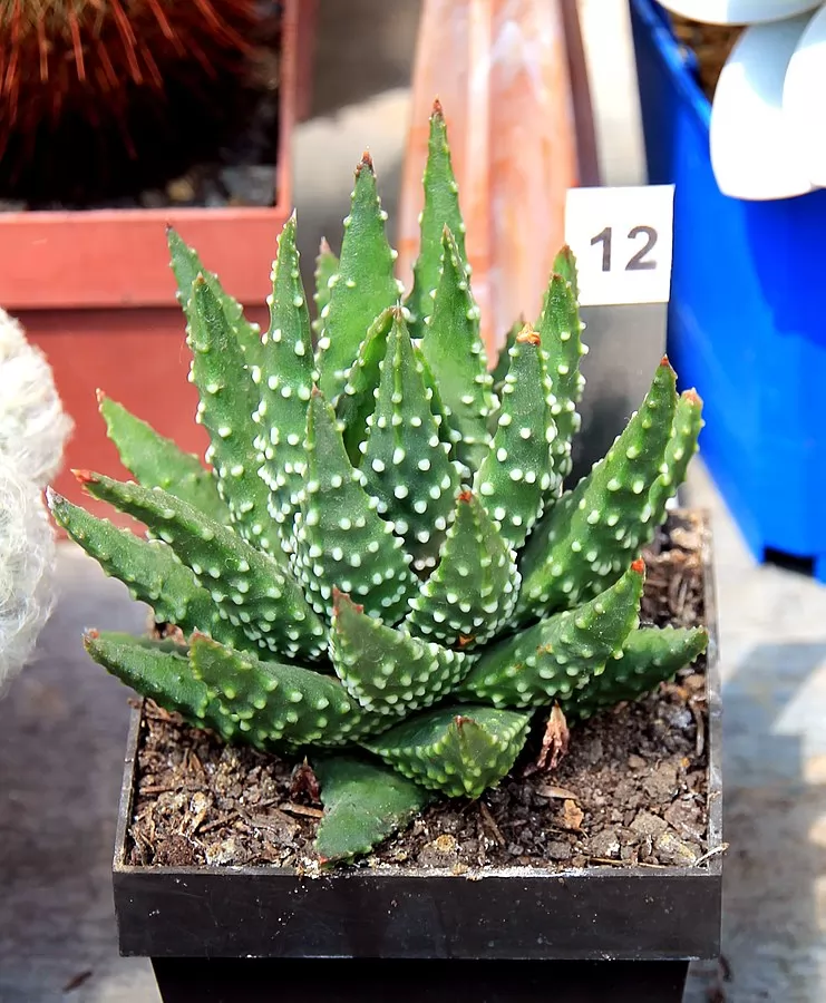 Haworthia margaritifera o pumila