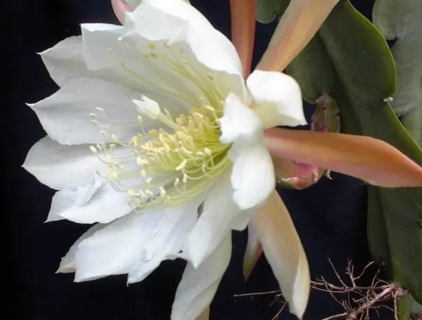 Epiphyllum crenatum