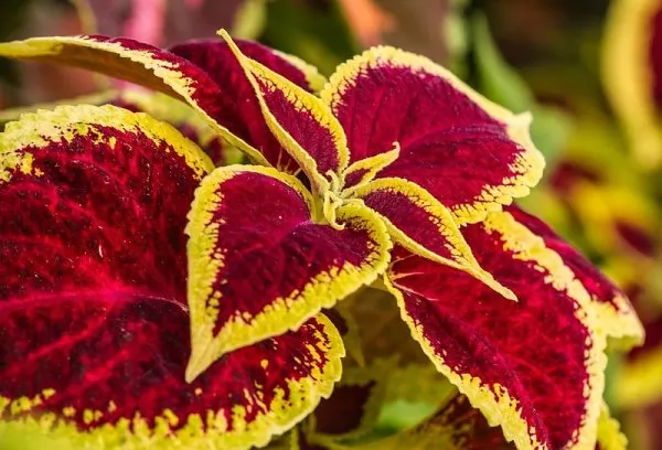 Coleus blumei