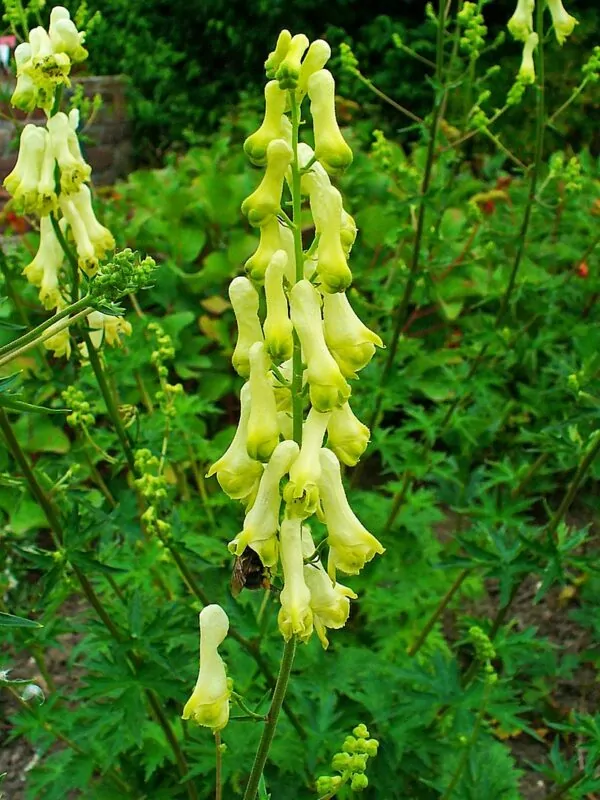 Aconitum lycoctonum -Aconito lycoctonum