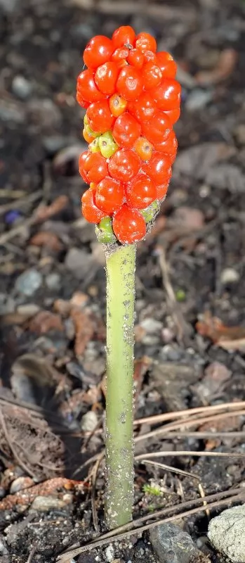 Arum italicum (Calla Selvatica)