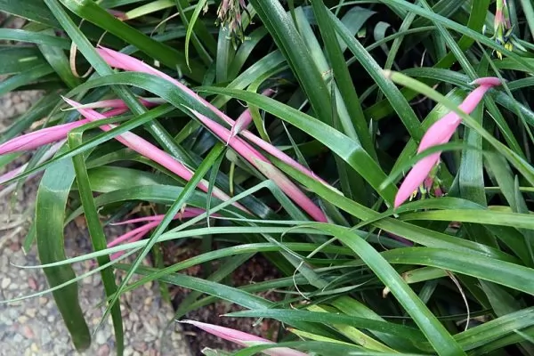 Billbergia nutans 