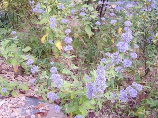 Caryopteris incana