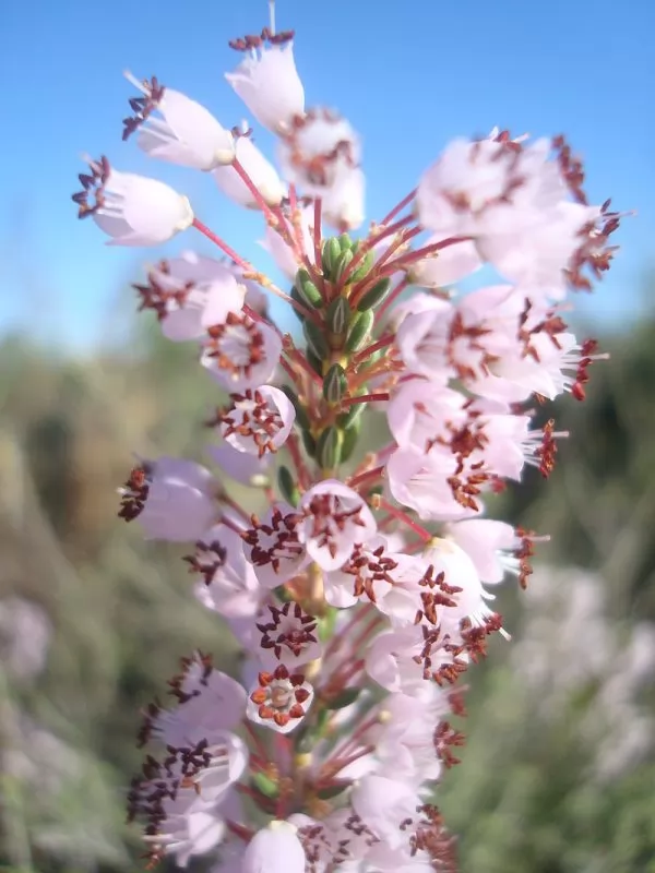 Erica manipuliflora