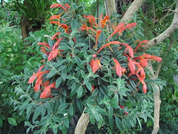 Columnea hirta