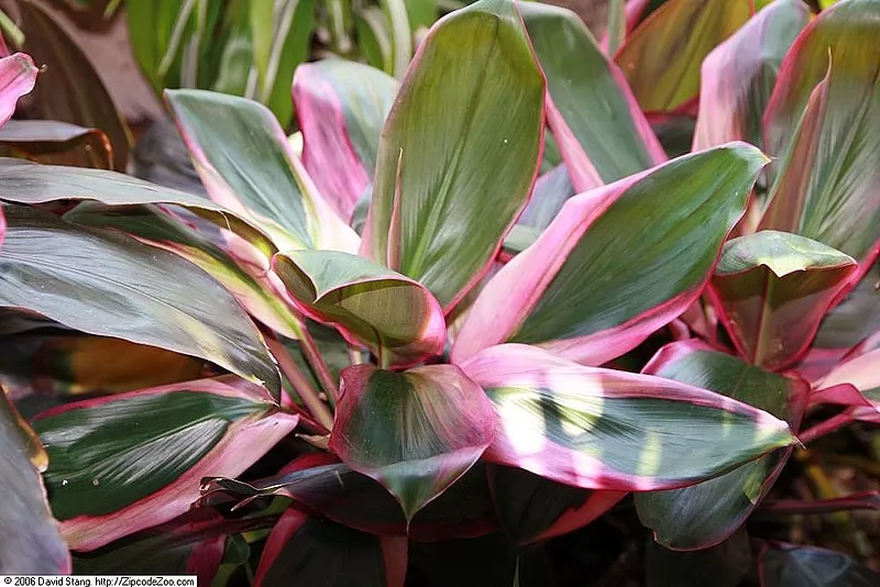 Cordyline terminalis