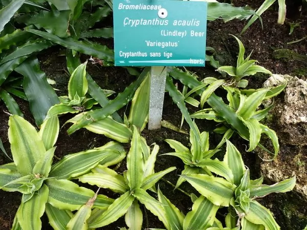 coltivazione cryptanthus acaulis