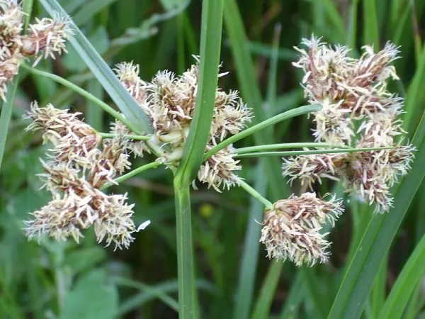 Cyperus longus