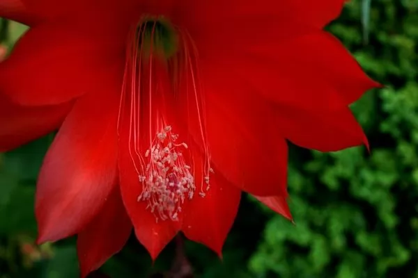 Epiphyllum ackermannii