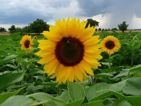 campo di girasoli