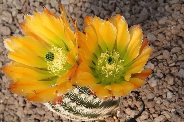 Echinocereus viridiflorus