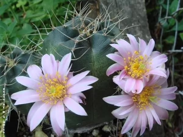 Echinocereus knippelianus