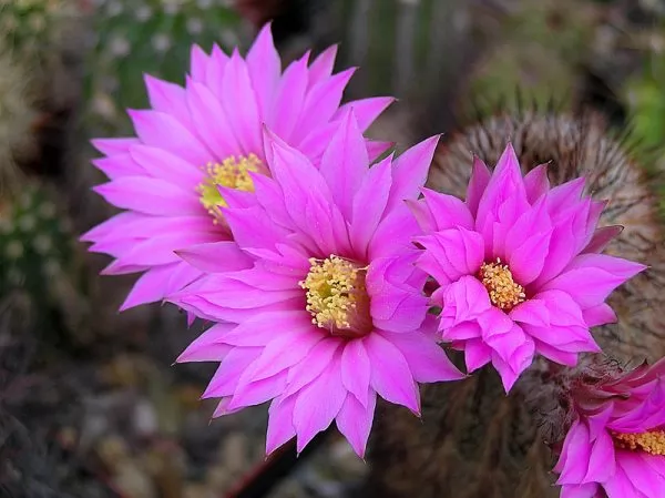 Echinocereus laui