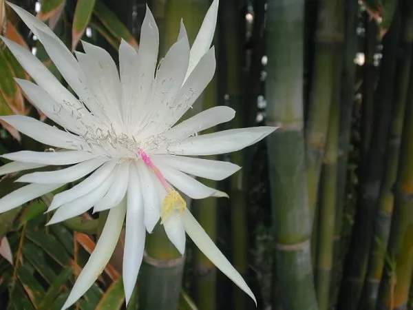 Epiphyllum Hookeri