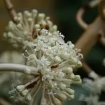 Fatsia