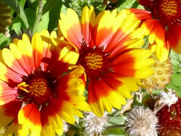 coltivazione gazania x hybrida