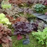 Heuchera