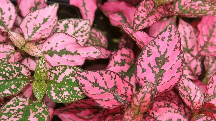 Hypoestes phyllostachya Rose Splash Select