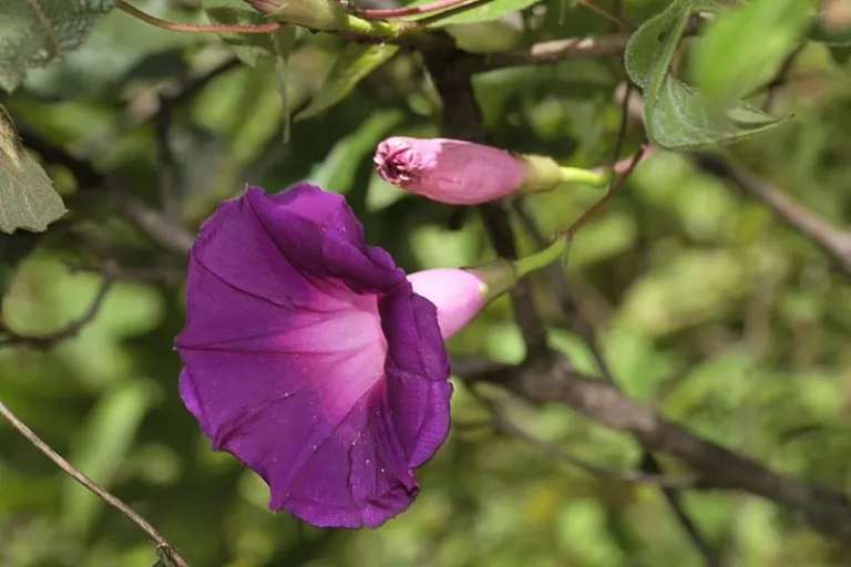 Ipomoea