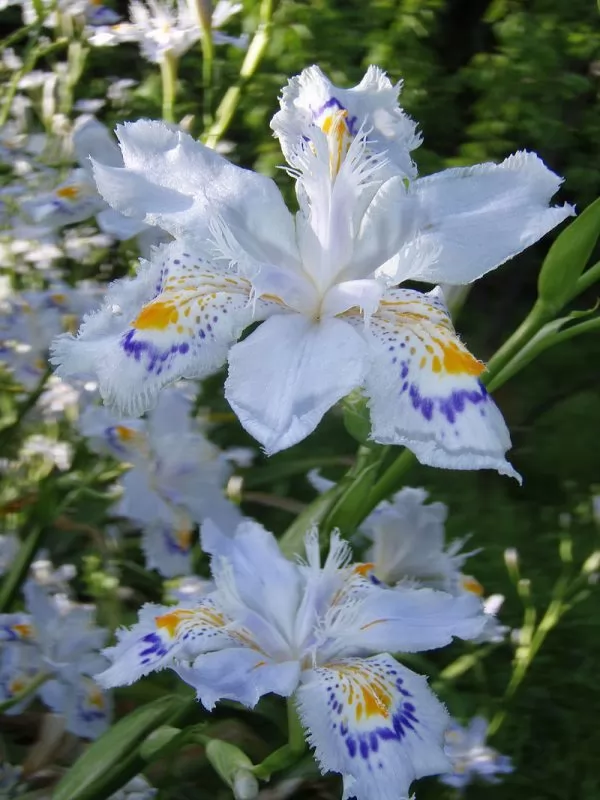 coltivazione iris japonica