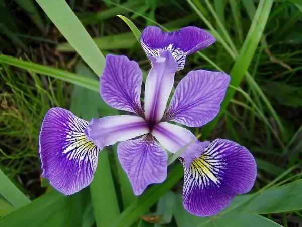 coltivazione iris versicolor