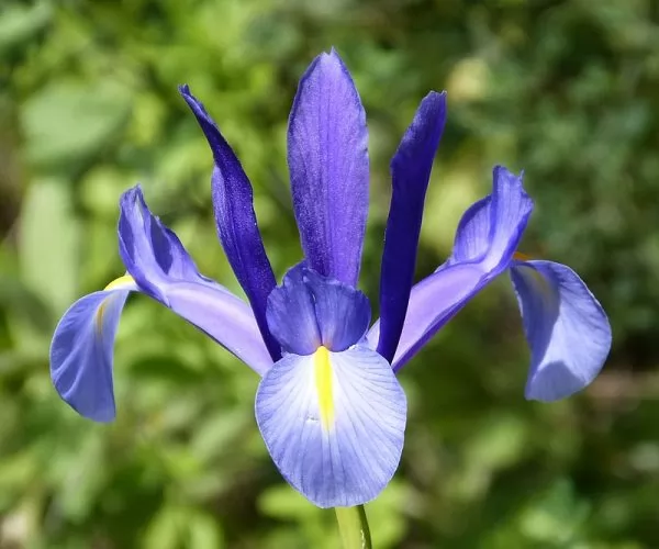 coltivazione iris xiphium