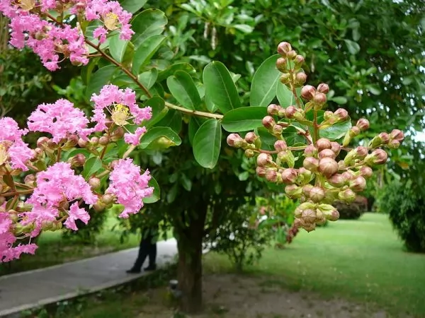 coltivare la lagerstroemia