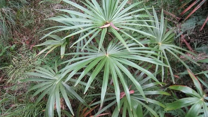 Livistona australis