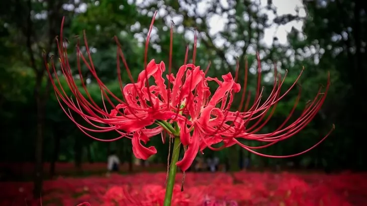 coltivazione lycoris