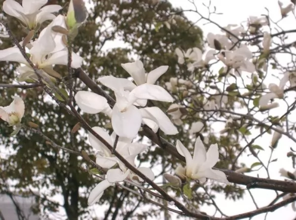Magnolia kobus o magnolia giapponese