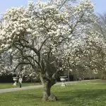 Alberi da Giardino: come scegliere?