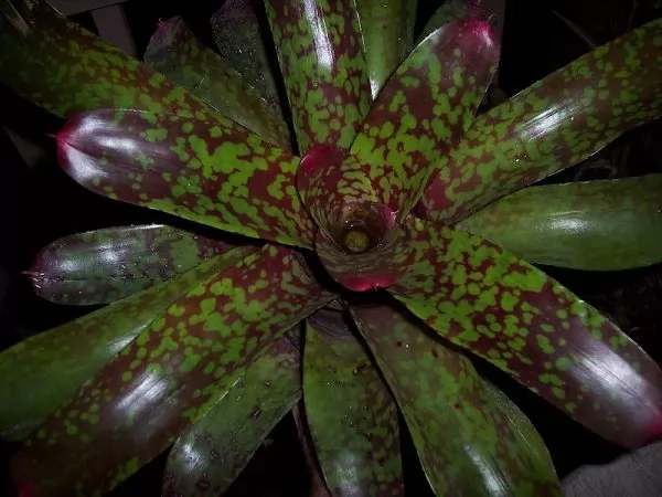 Neoregelia Aztec