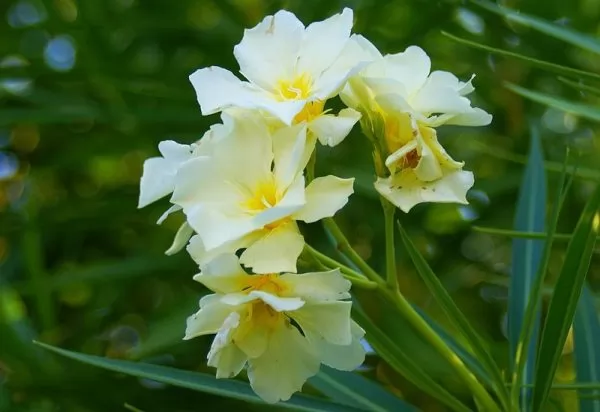 Oleandro giallo