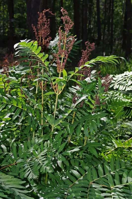 Osmunda regalis - Felce Florida