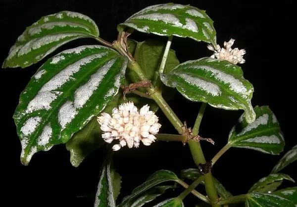 PIlea cadierei